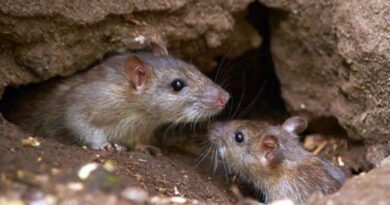 Preocupación en la provincia: Confirman cinco casos de hantavirus y alertan sobre la prevención